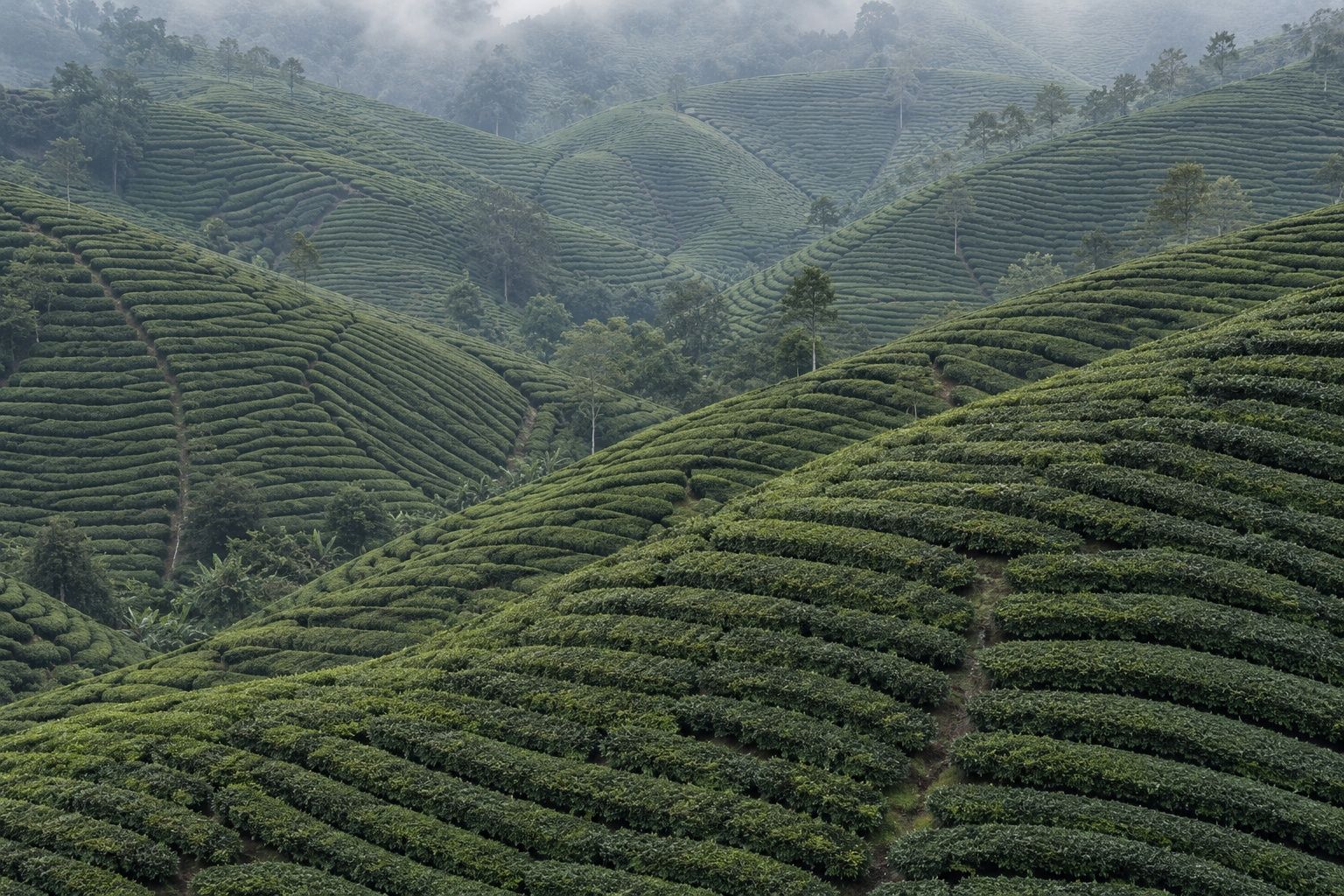 Tightly packed rows of tea bushes following the contour of a steep slope, softened by mist